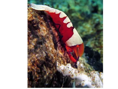 Emperor Shrimp