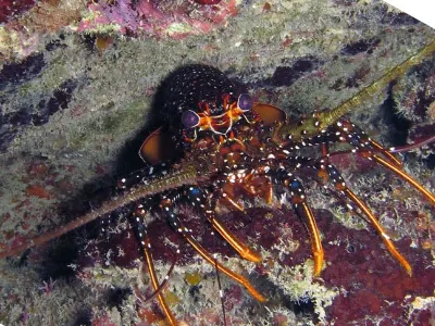 Spotted Lobster