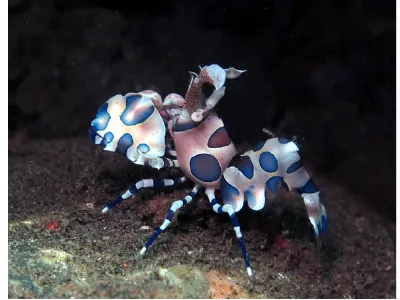 Harlequin Shrimp