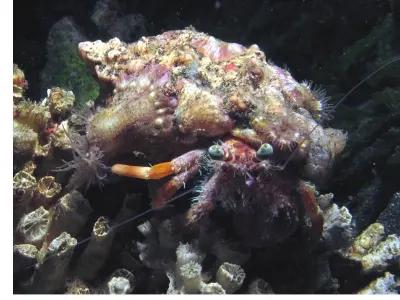 Hermit Crab
