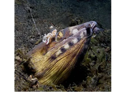 Napoleon Snake Eel
