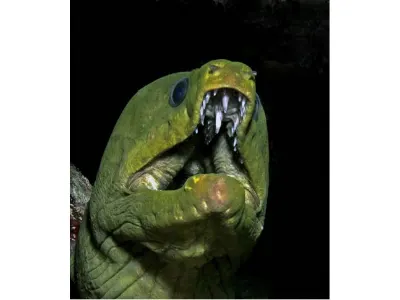 Green Moray