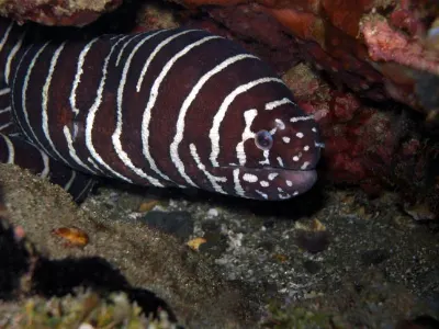 Zebra Eel