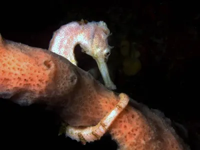 Juvenile Seahorse