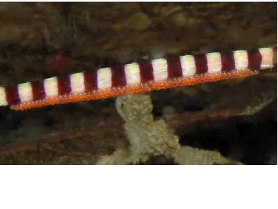 Ringed Pipefish Eggs