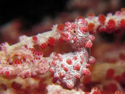 Pygmy Seahorse
