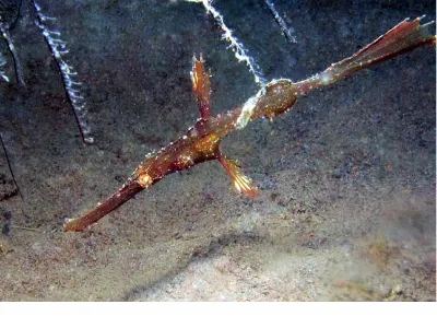 Lined Pipefish