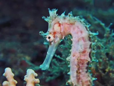 White Seahorse