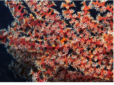 Find the Pygmy Seahorse