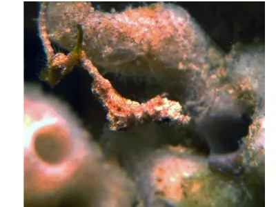 Pregnant Lembeh Sea Dragon