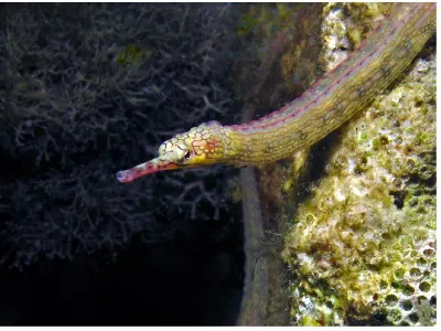 Pipefish