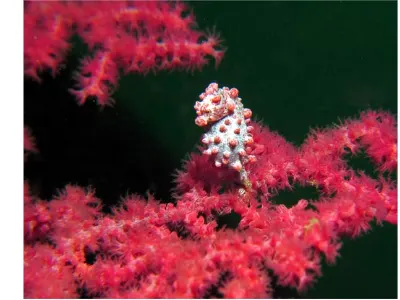 Pretty in Pink Pygmy Seahorse