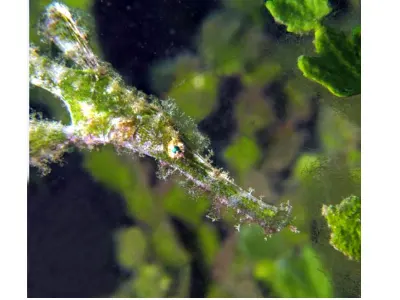 Halimeda Ghost Pipefish