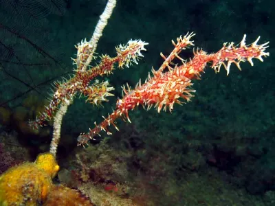 Robust Ghost Pipefish Pair