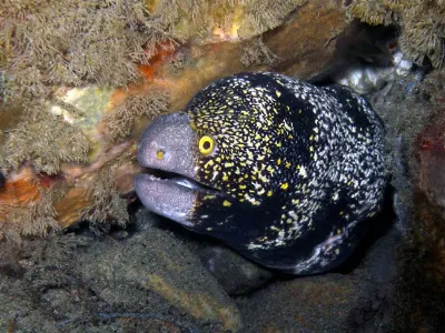 Snowflake Moray