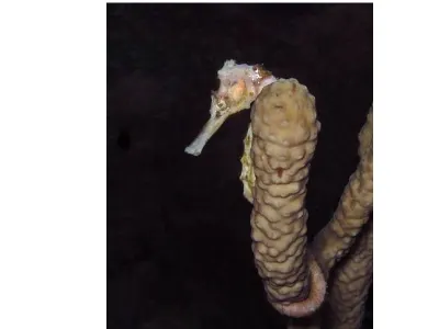 Seahorse