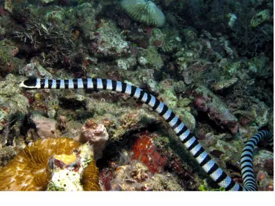 Banded Sea Snake