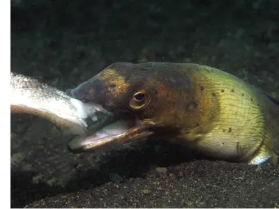 Feed Me Snake Eel