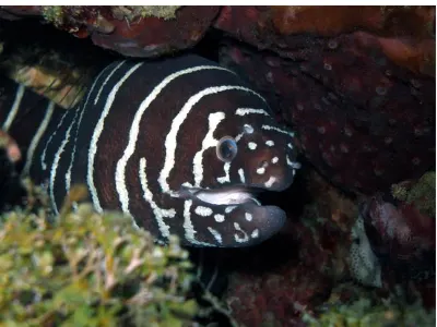Zebra Eel