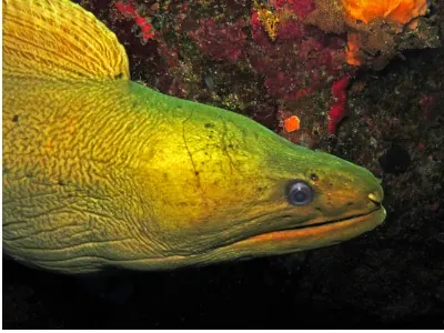 Green Moray