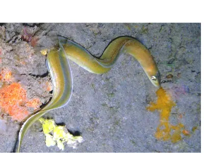 White Margined Moray