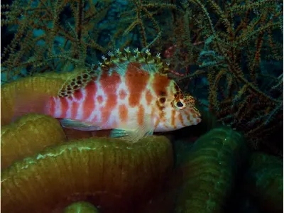 Hawkfish