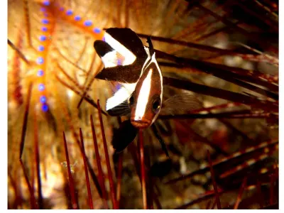 Fish In Fire Urchin
