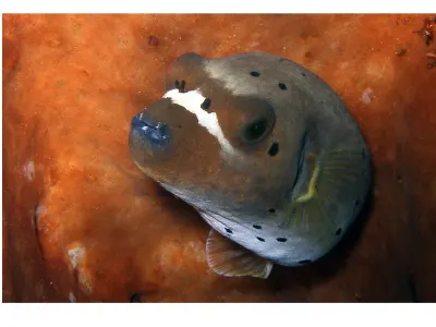 Black Spotted Puffer