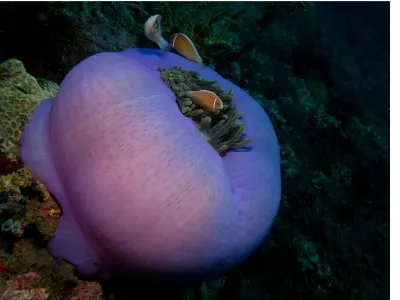Anemone Underside