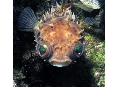 Burrfish