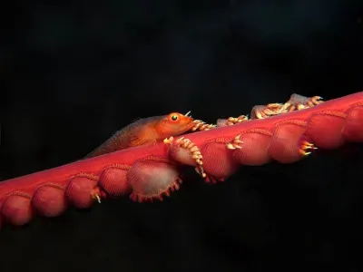 Fish On Whip Coral