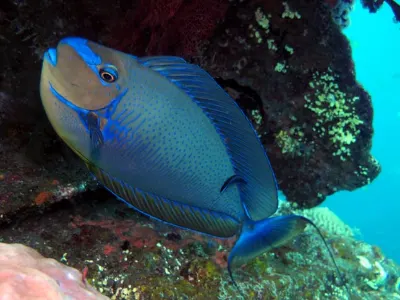 Unicorn Fish
