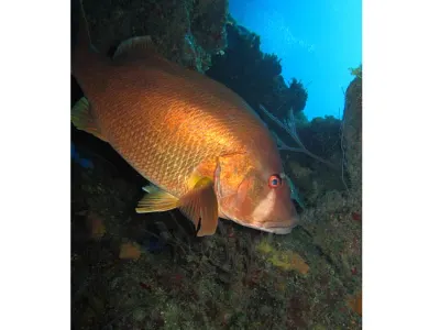 Dog Snapper