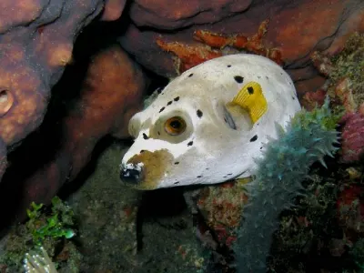 Black Spotted Puffer