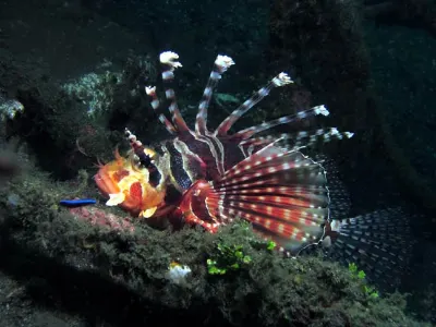 Lion Fish
