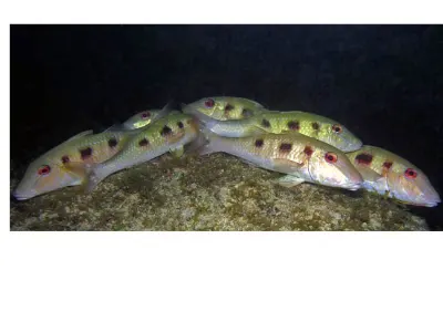 Cleaner Wrasse