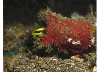 Giant FFrogfish