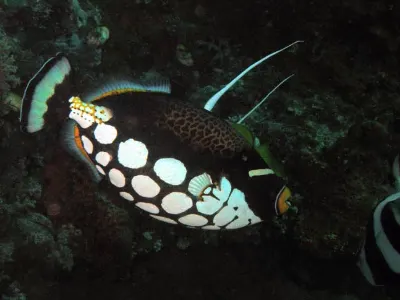 Banded Butterflyfish