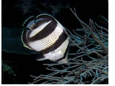 Map Puffer