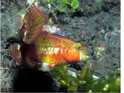 Peacock Flounder