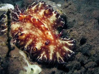 Discodoris boholensis
