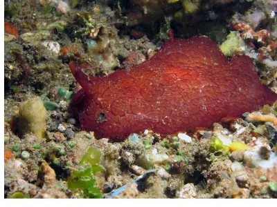 Pleurobranchus