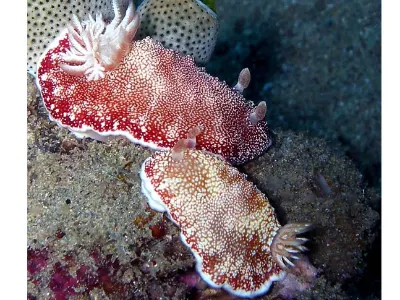Chromodoris reticulata