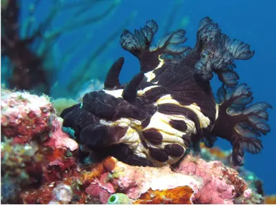 Nembrotha mullineri