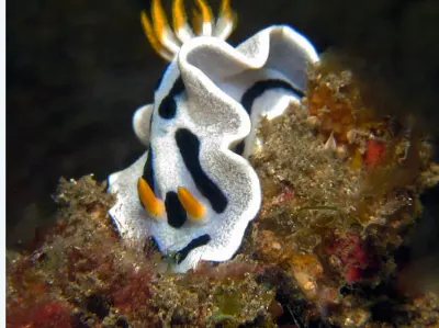 Chromodoris dianae