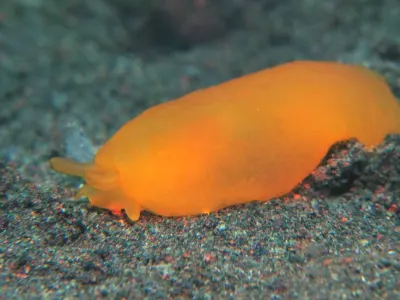 Apricot Side Gill Slug
