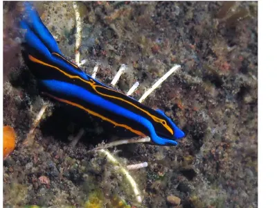 Chelidonura