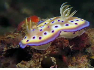 Chromodoris kuniei