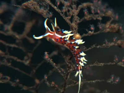 Caloria indica
