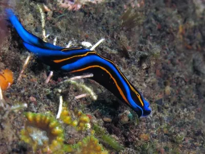 Chelidonura hirundinina